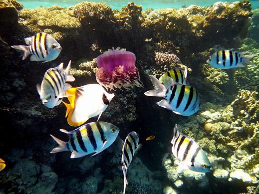 Ausflug von Hurghada nach Sharm El Naga